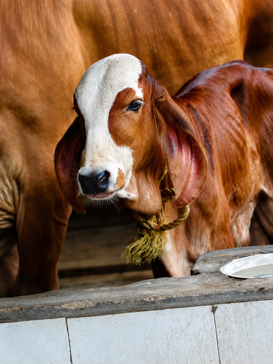 Brown and white calf at the farm