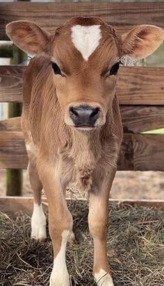 Young calf portrait